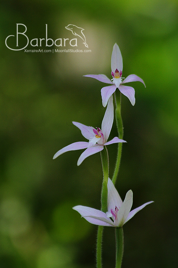 Pink fairy orchids