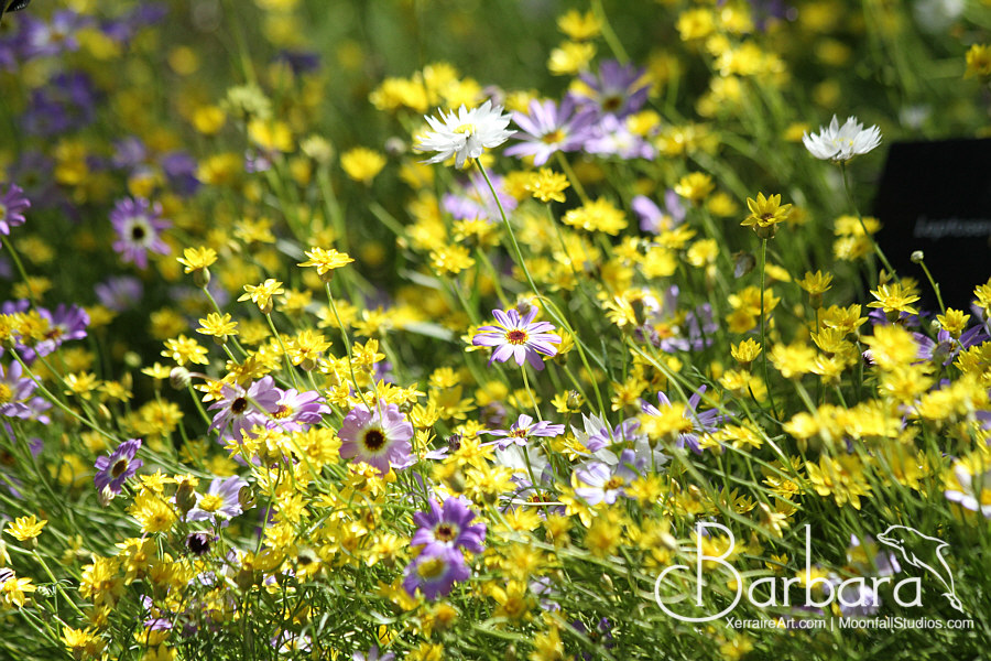 daisies