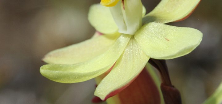 Vanilla orchid