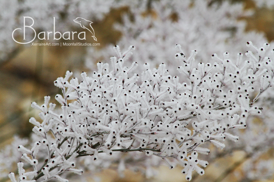 Woolly Smokebush (Conospermum incurvum)