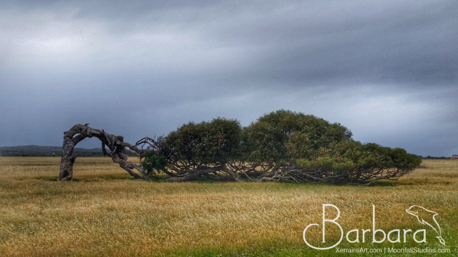 greenough leaning tree