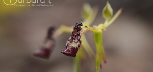 Drakaea livida - Warty Hammer Orchid