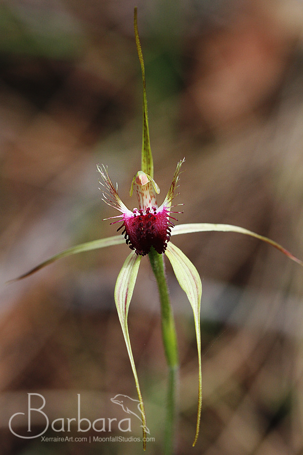 Spider orchid