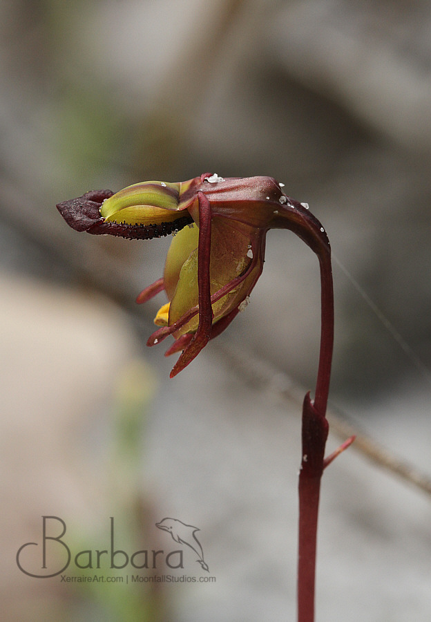 Flying duck orchid