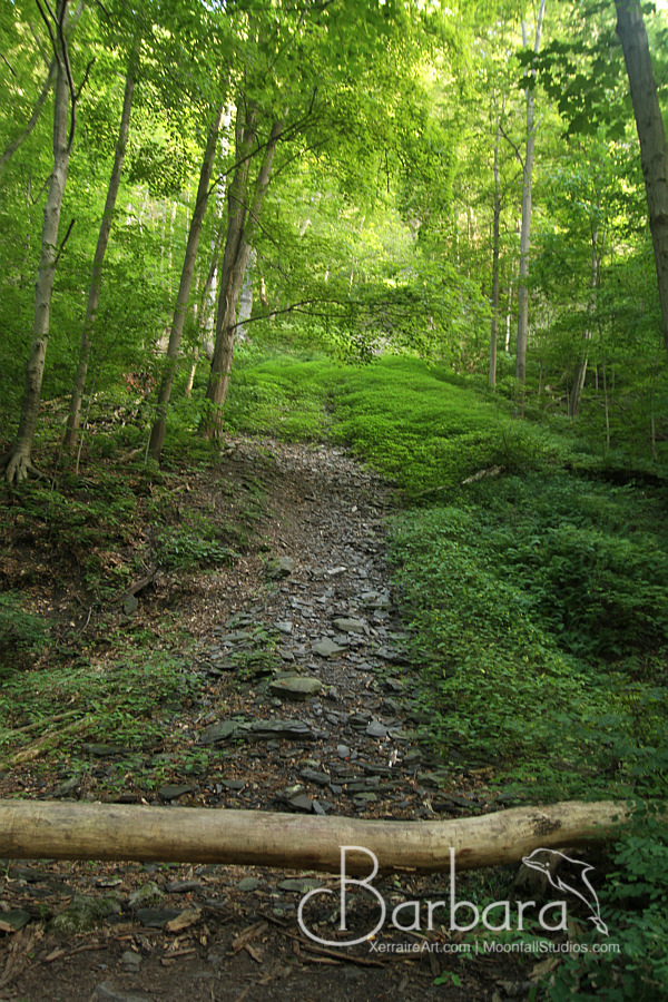 Lush trail.
