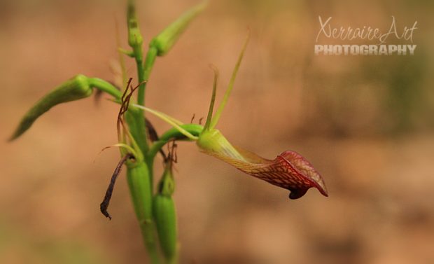 Slipper Orchid