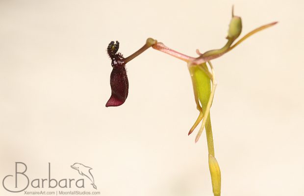 Narrow-lipped Hammer Orchid