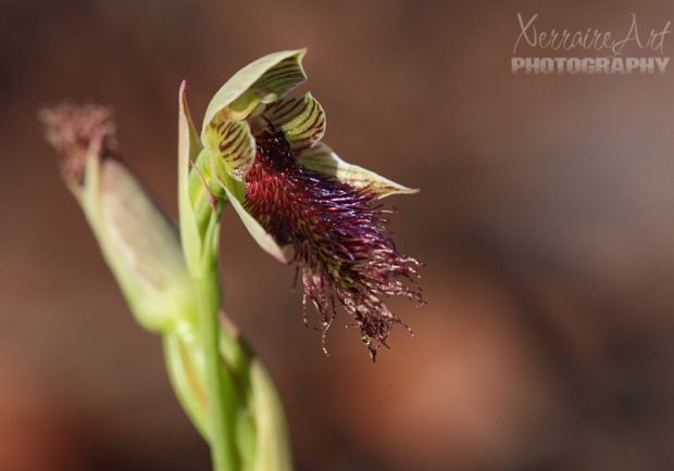 Wandoo Beard Orchid