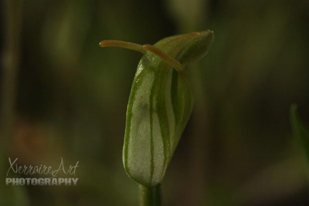 Short-eared Snail Orchid