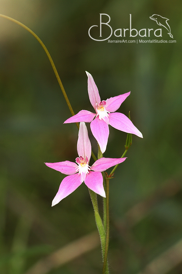 Caladenia latifolia