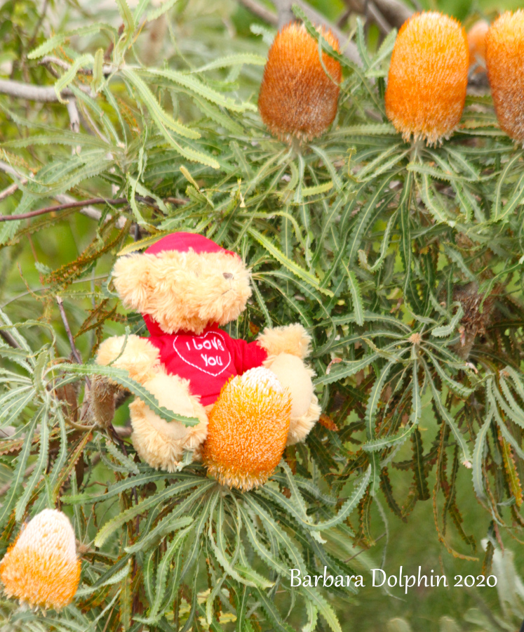 bear hunt in the banksias