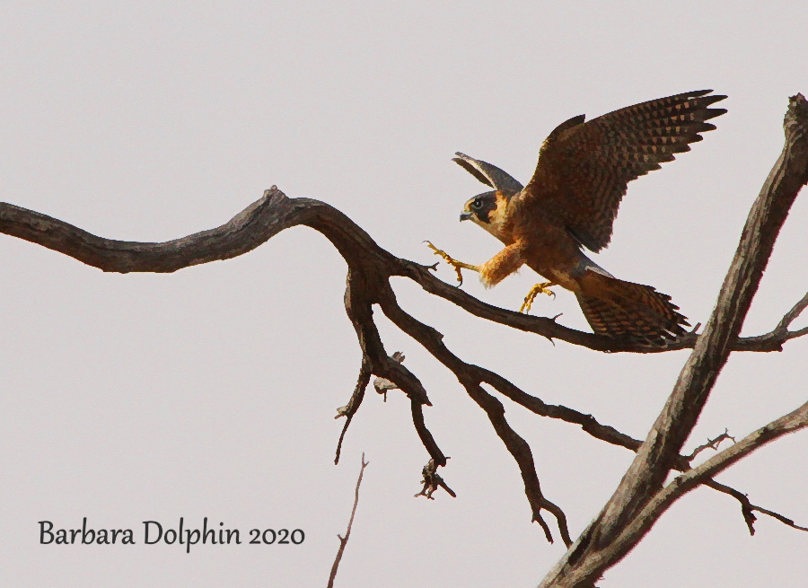 Brown falcon, bird of the day