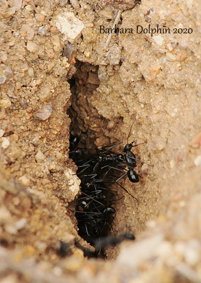 hole with ants
