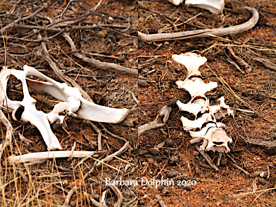 Two photos tiled together of skeletin bones.