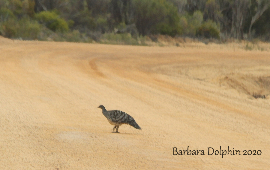 mallefowl in the wild