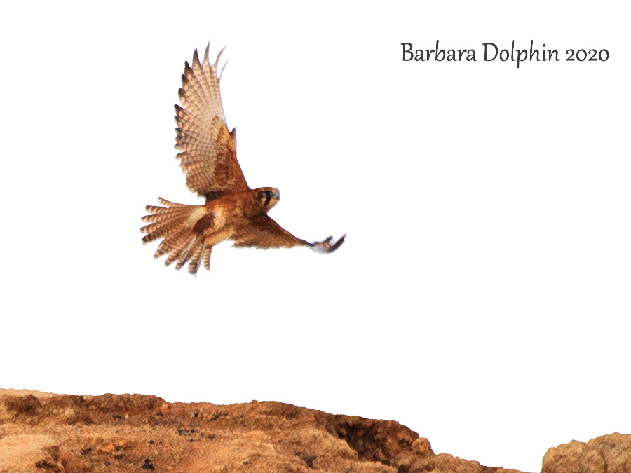 Brown falcon in flight
