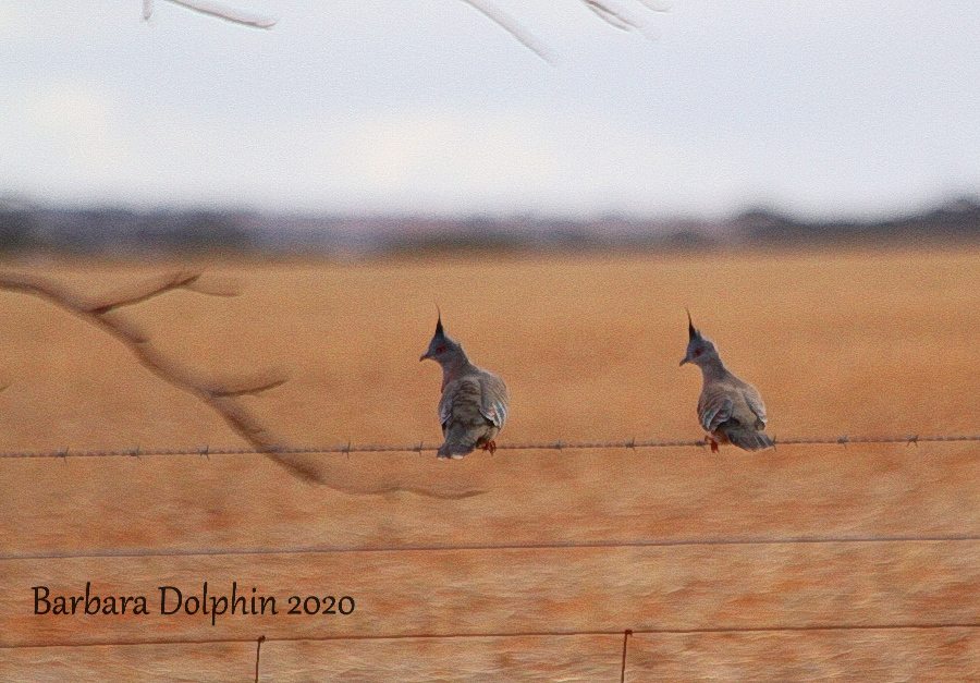 crested pigeons on a fence