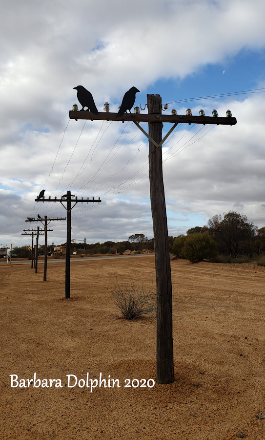 Ravens on the telephone wires