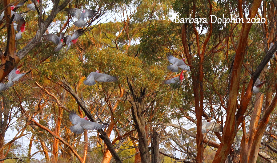 Galahs in the trees
