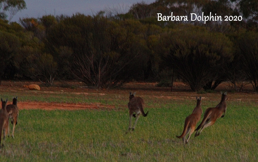 kangaroos jumping