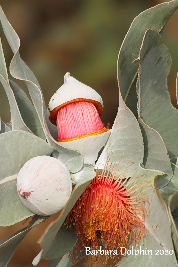 Eucalyptus macrocarpa