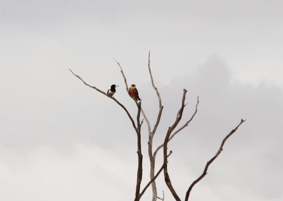 pied butcherbirds and brown falcons in a tree