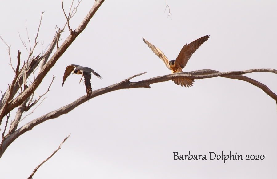 brown falcons in a tree