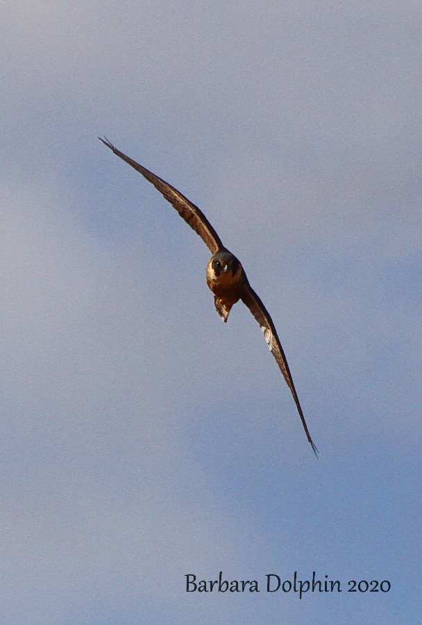 Brown falcon flying overheard