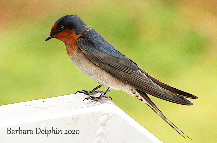 Welcome Swallow at Bibra Lake