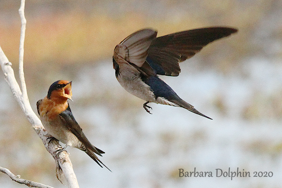 behaviors of welcome swallows