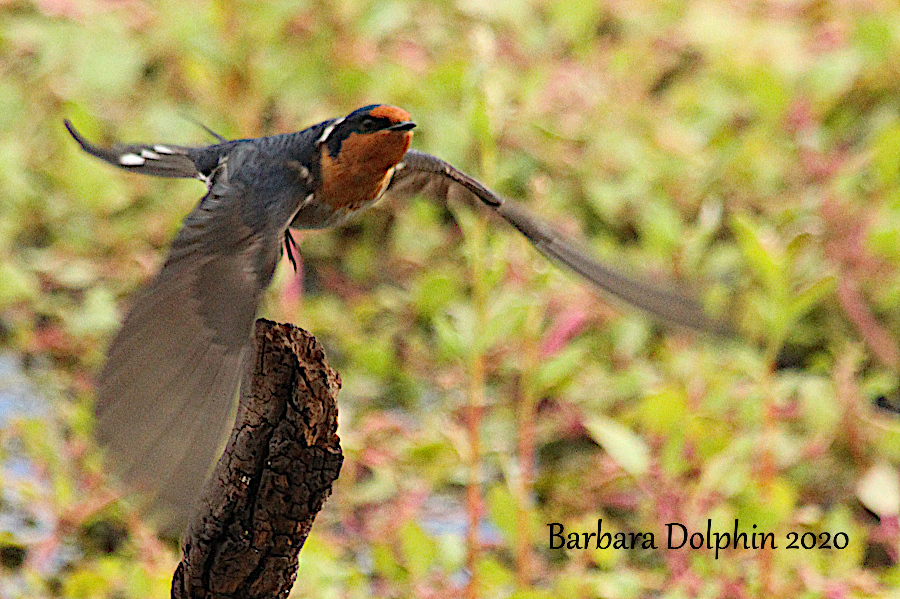 swallows in flight