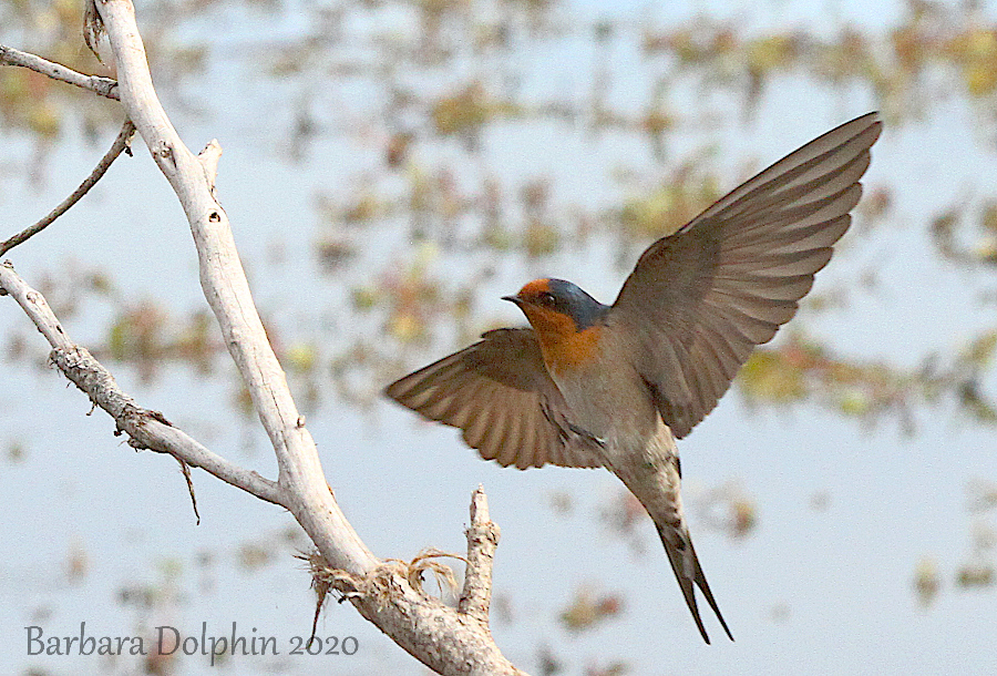 welcome swallow coming in for a landing.