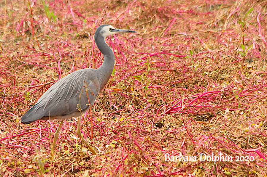 white faced heron