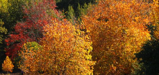 Golden Valley Tree Park