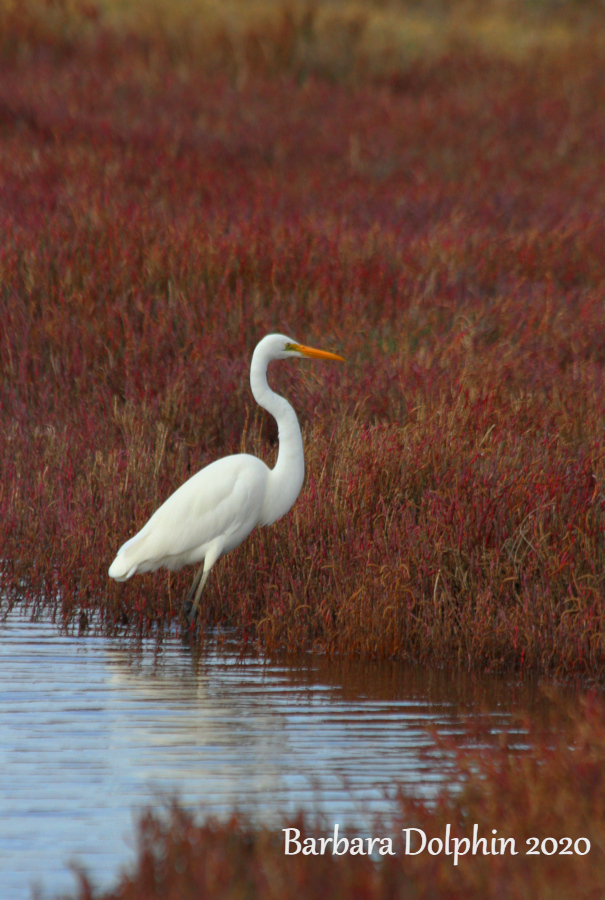 (Ardea alba)
great egret