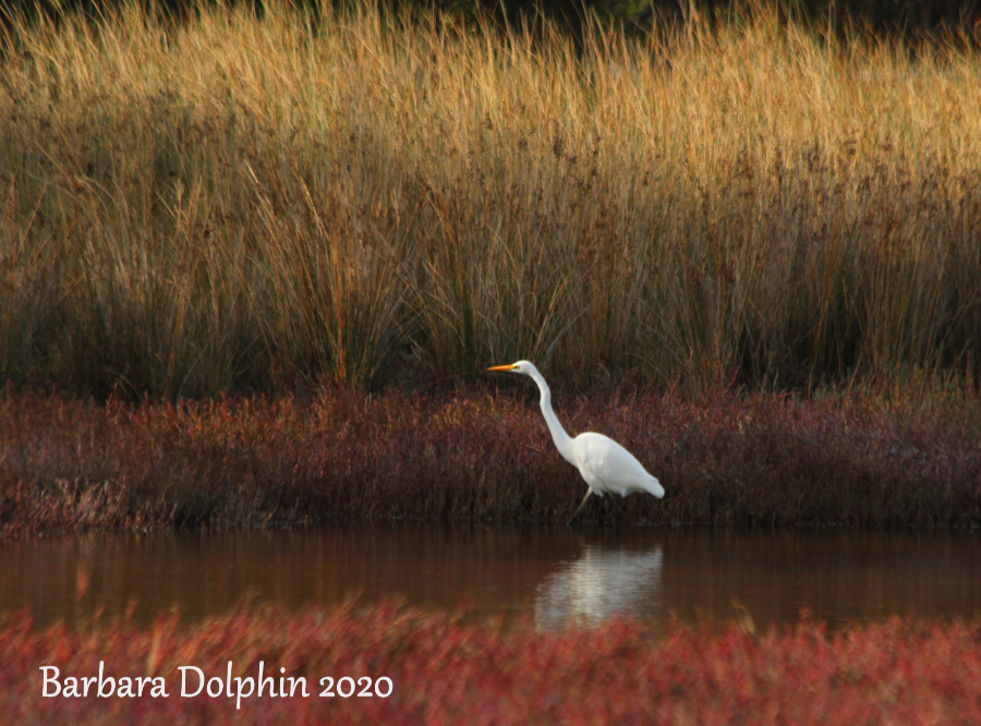 great egret