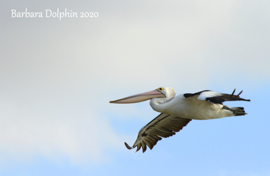 Pelican in flight