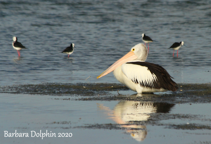 Pelican among the stilts