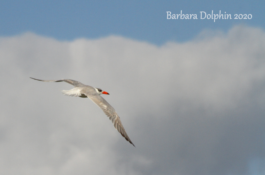 Tern