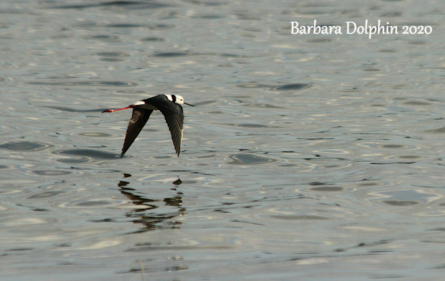 stilt in flight