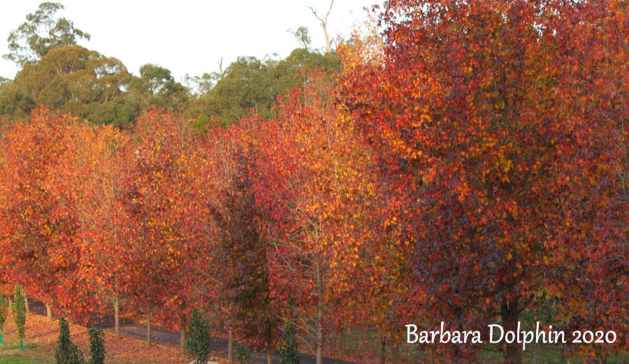 Autumn trees