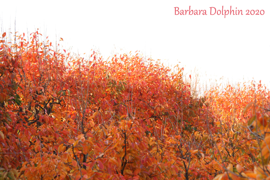 raeburn orchard autumn colors