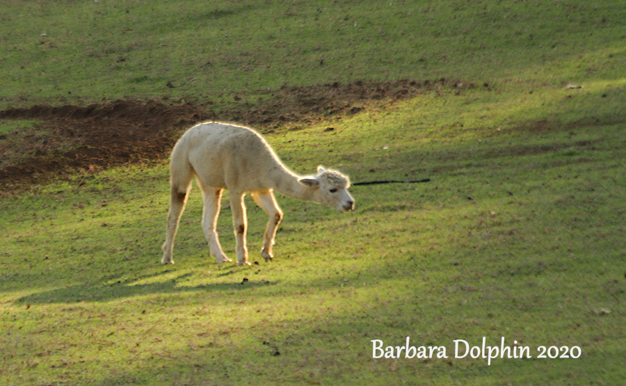 alpaca