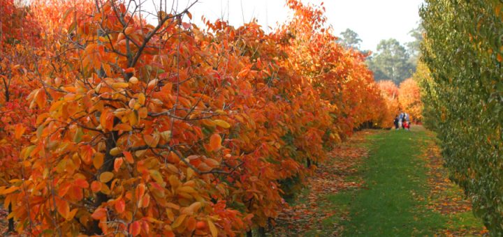 raeburn orchards