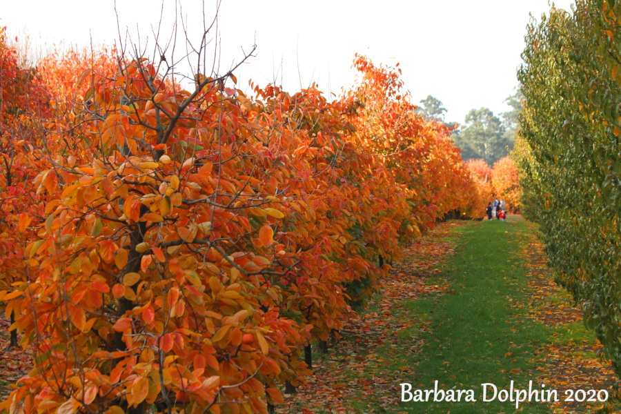 autumn colors