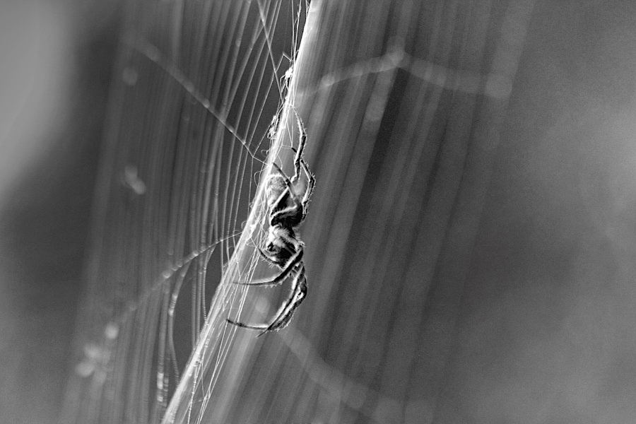 spider at Bibra Lake