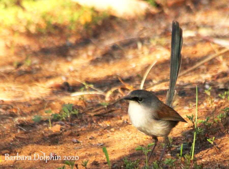 Blue fairy wrens are too fast