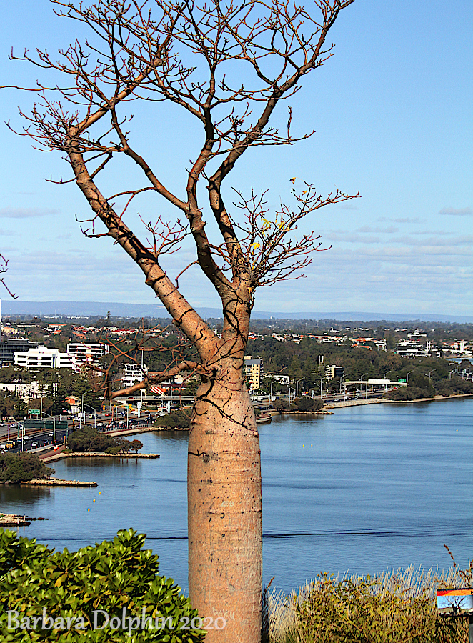 Boab Tree