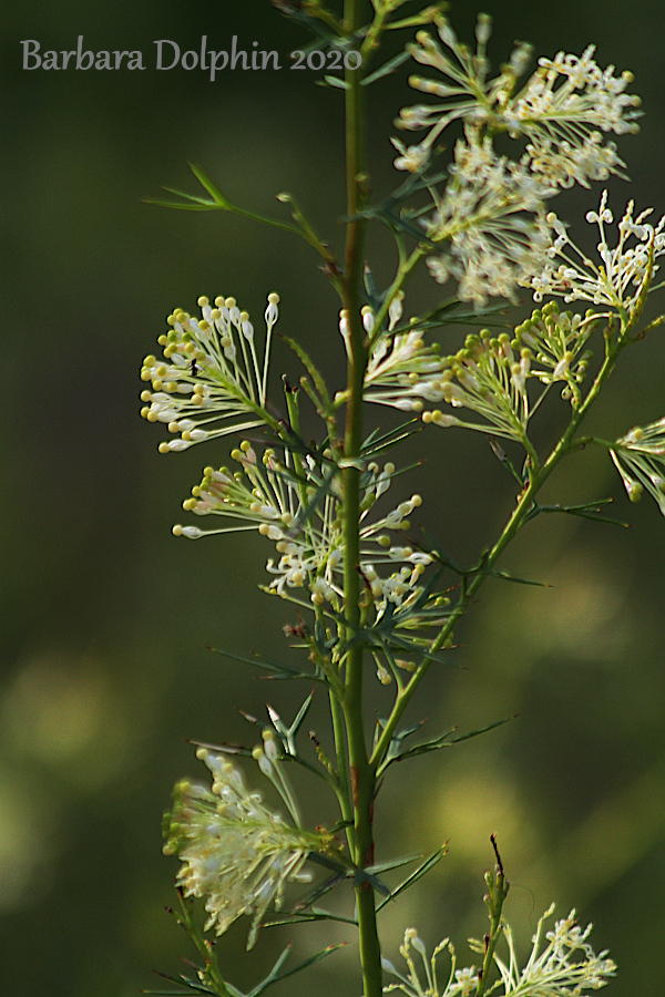 Prominent Vein Grevillea, Vein Leaf Grevillea