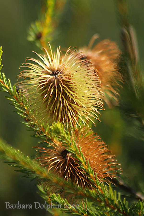 Banksia pulchella, commonly known as teasel banksia